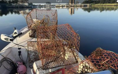 2025 August,  The fish are back !!!!